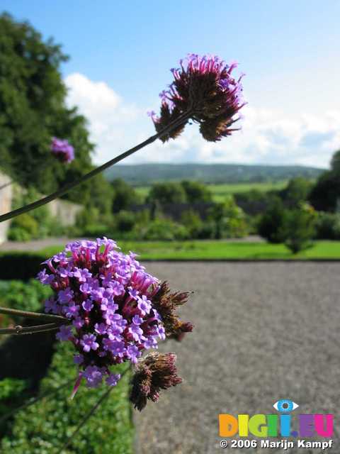 19414 Flowers at Walled Garden